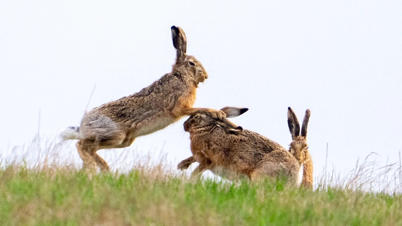 Brown hares, Niederleis, Austria